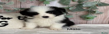 Black&white Male
