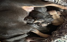 French Bulldog dogs for sale: French bulldogs Liliac tans and fawns  - Image 3