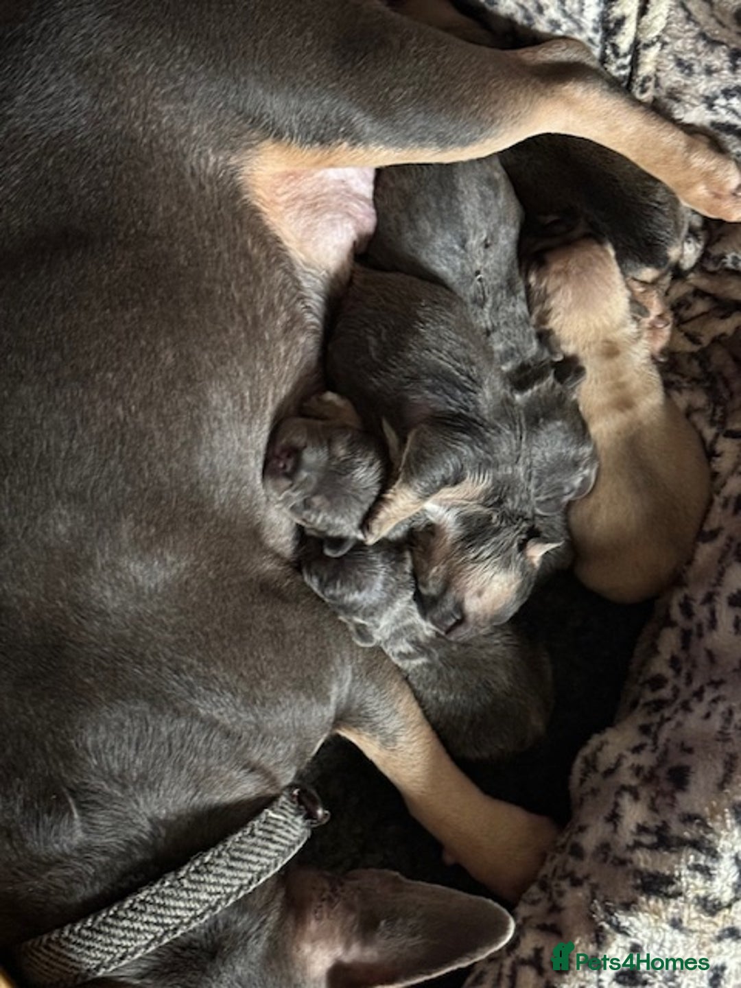 French Bulldog dogs for sale: French bulldogs Liliac tans and fawns  - Image 3
