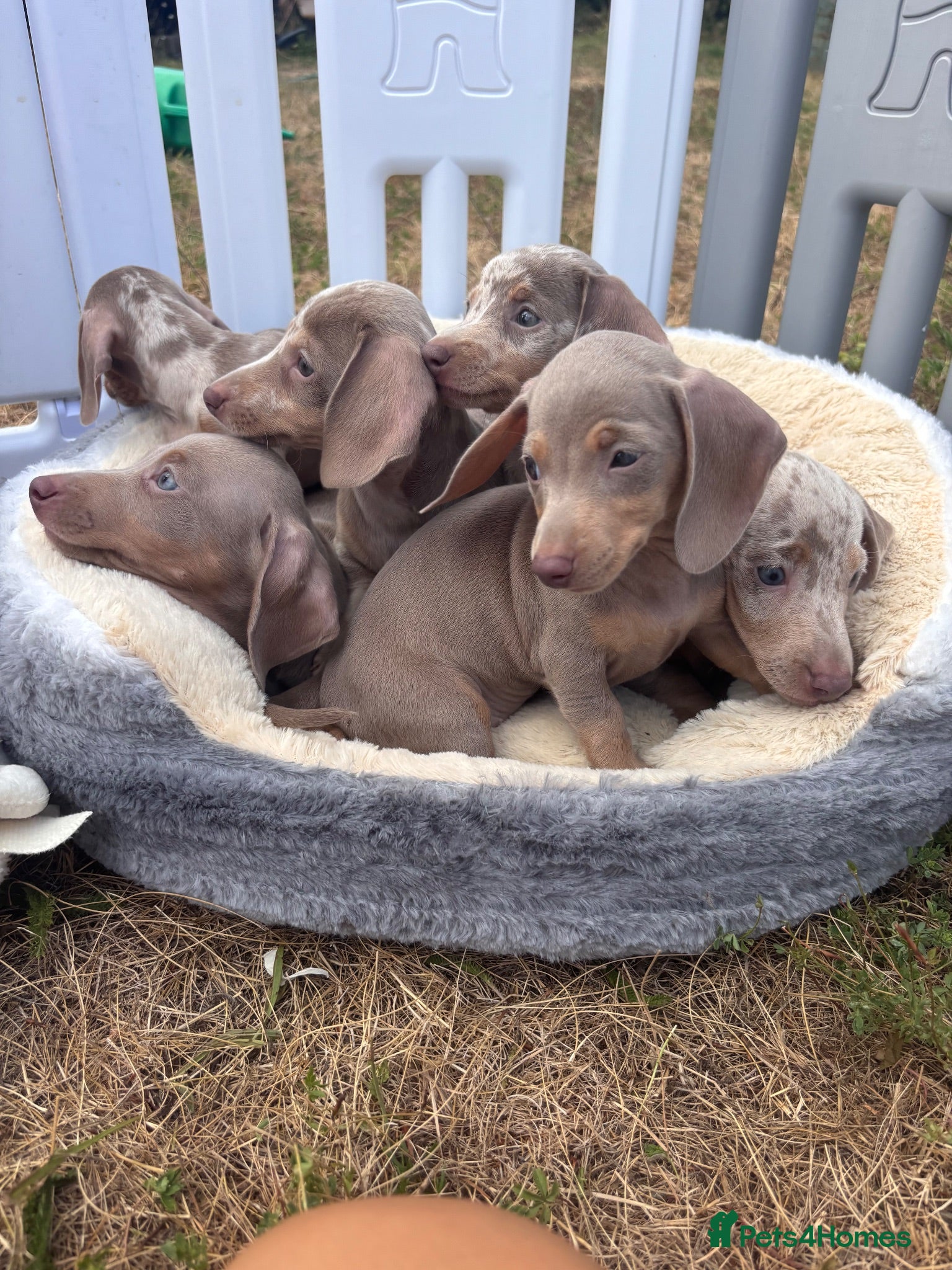 Miniature Dachshund dogs Miniature dachshund puppies  - Advert 2