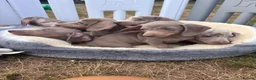 Miniature Dachshund dogs for sale: Miniature dachshund puppies  - Advert 2