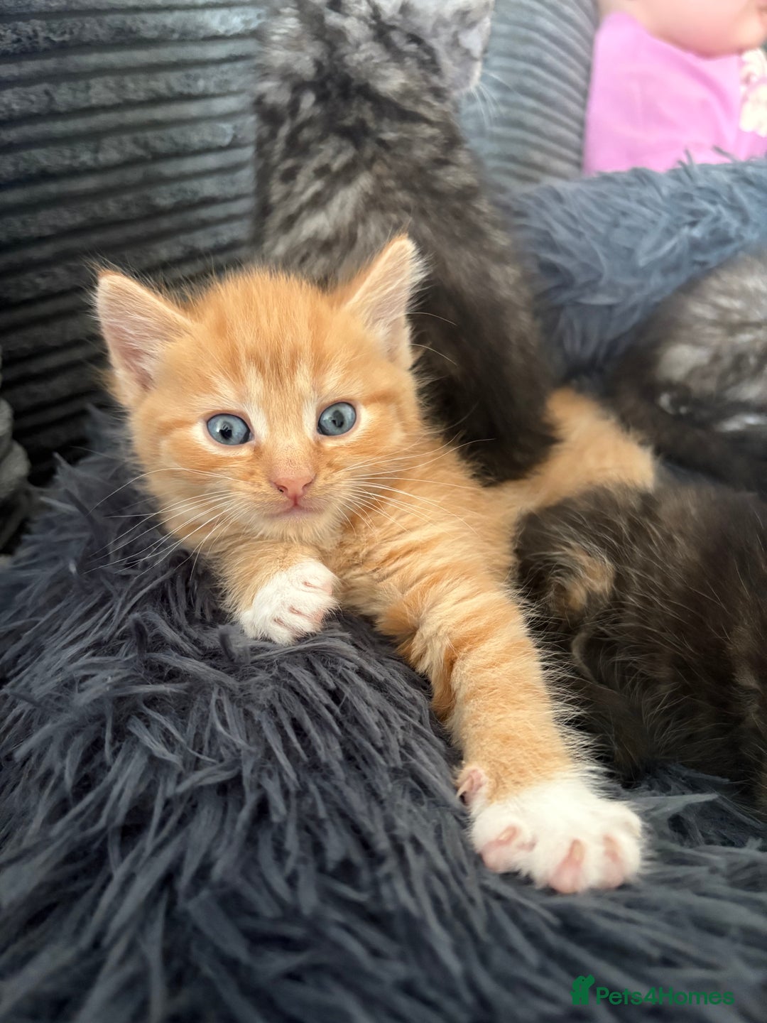 Mixed Breed cats for sale: (NEED HOMES) Beautiful kittens white/ginger - Image 20
