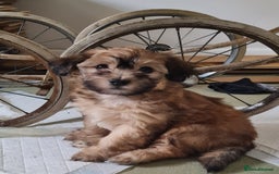 Maltipoo dogs for sale: Maltipoo's rare sable parti colours x4 - Image 5