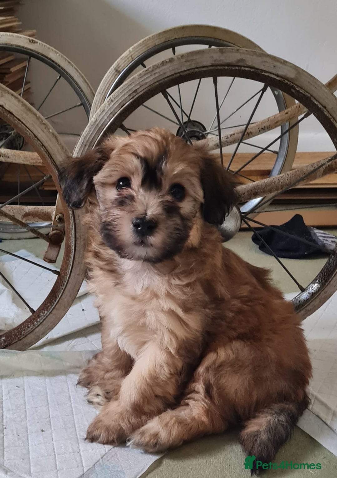 Maltipoo dogs for sale: Maltipoo's rare sable parti colours x4 - Image 5