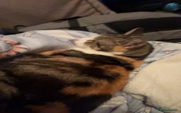 British Shorthair cats for sale: Gorgeous 8yr old female cat for sale - Image 3