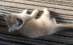 Ragdoll cats for sale: Ragdoll X Chinchilla Persian kittens for sale  - Image 3