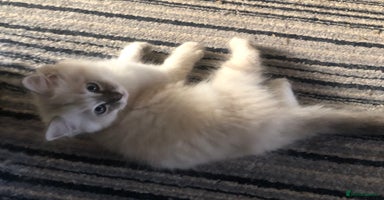 Ragdoll cats - Advert 4