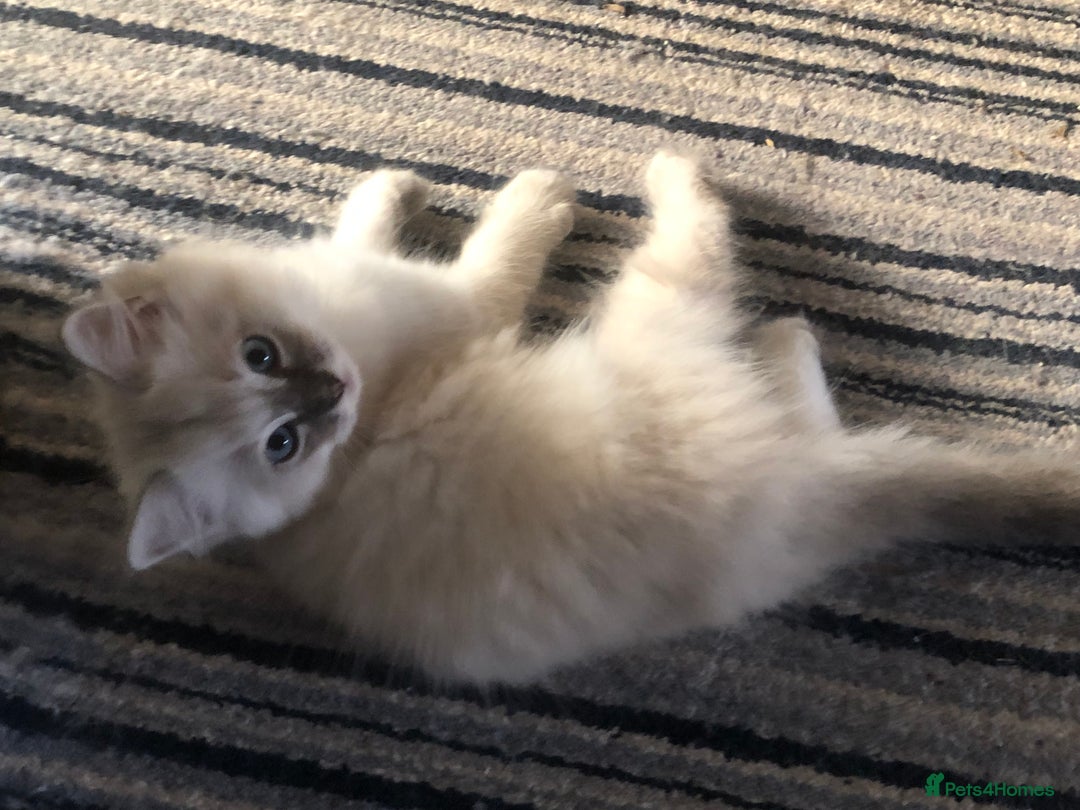 Ragdoll cats for sale: Ragdoll X Chinchilla Persian kittens for sale  - Image 3