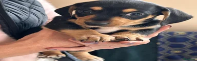 Jackshund 1