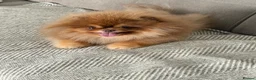 Pomeranian dogs for stud: Top quality proven Pomeranian stud  - Advert 3