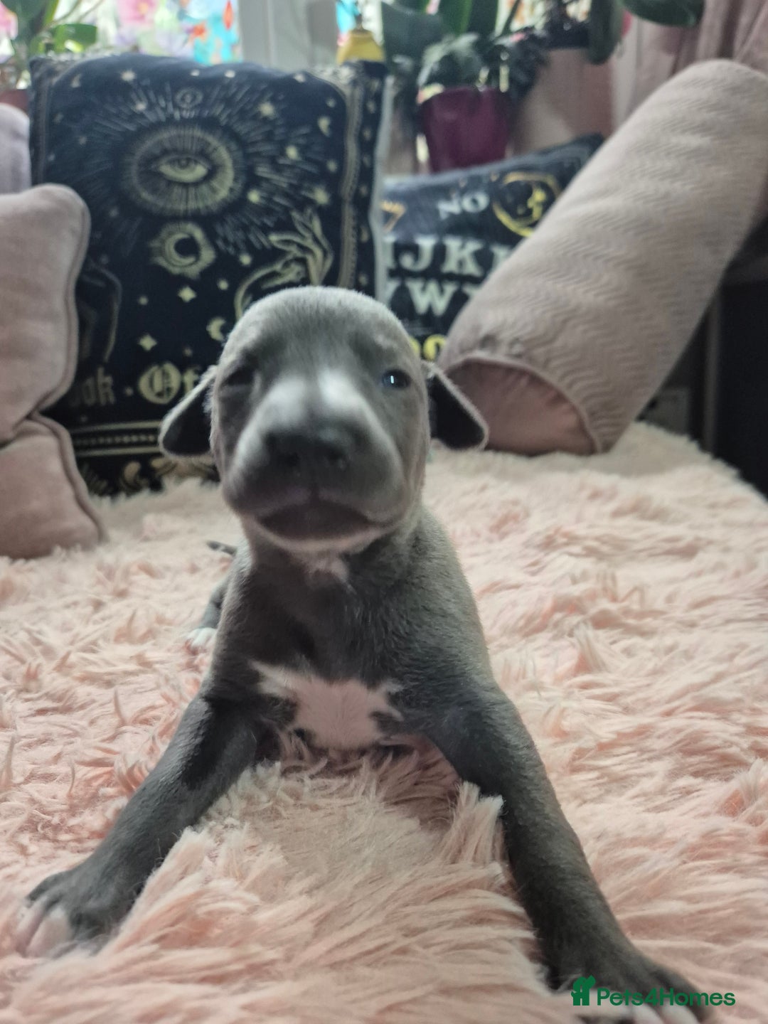 Whippet dogs for sale: Stunning KC Registered Blue Whippet Puppies - Image 10