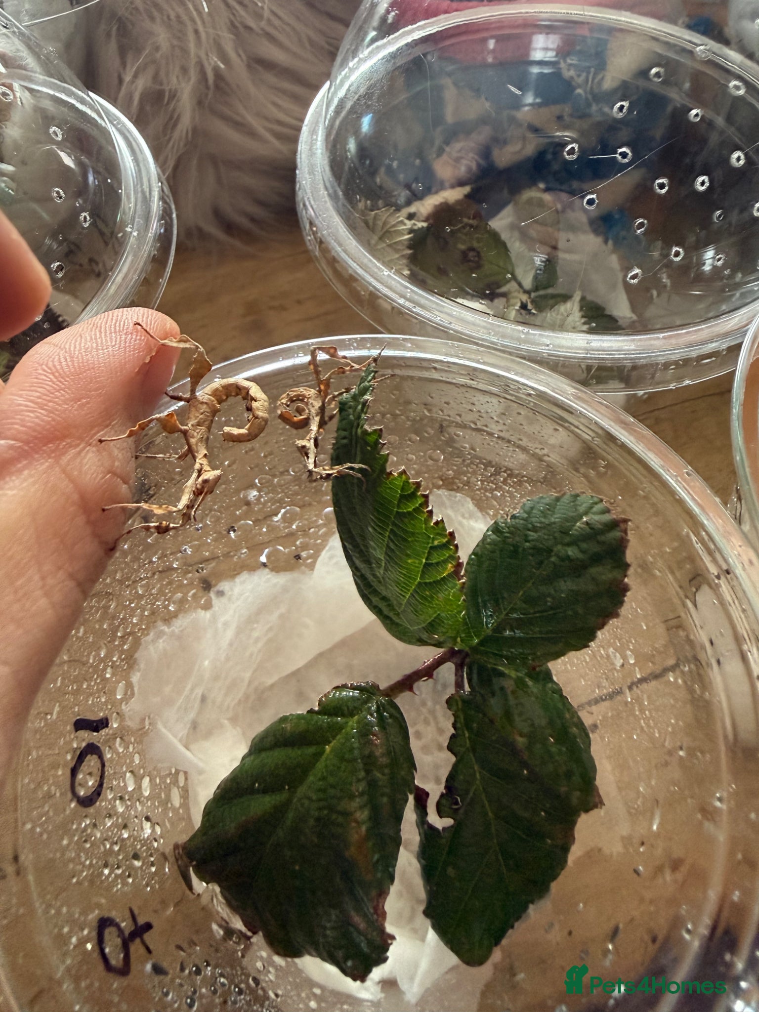 Stick Insects invertebrates Mixed age and gender spiny leaf insects - Advert 1