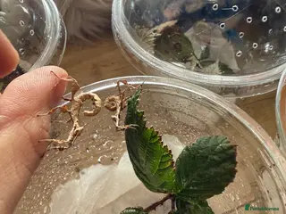 Stick Insects invertebrates Mixed age and gender spiny leaf insects - Advert 1