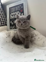 British Shorthair cats Adorable British Shorthair- 2 boys left - Advert 2