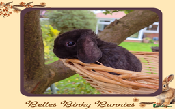 Mini Lop rabbits for sale: 🧡 SOLD 🧡 - Image 4