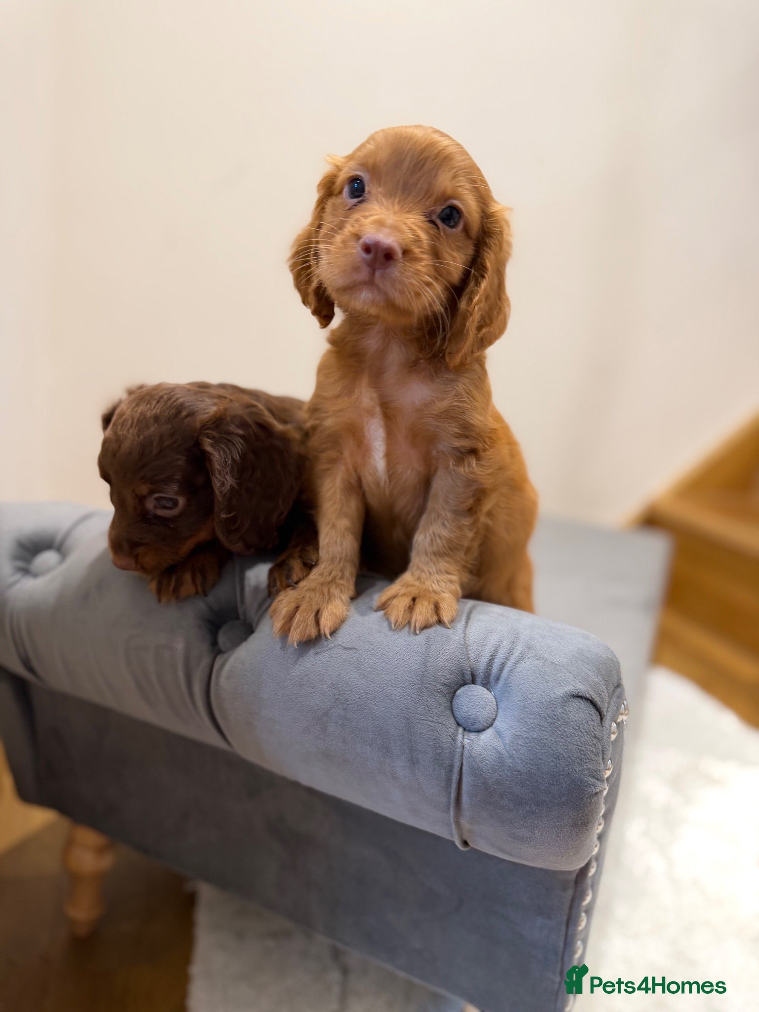 Cocker Spaniel dogs Quality working spaniels - Advert 1