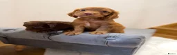 Cocker Spaniel dogs for sale: Quality working spaniels - Advert 1