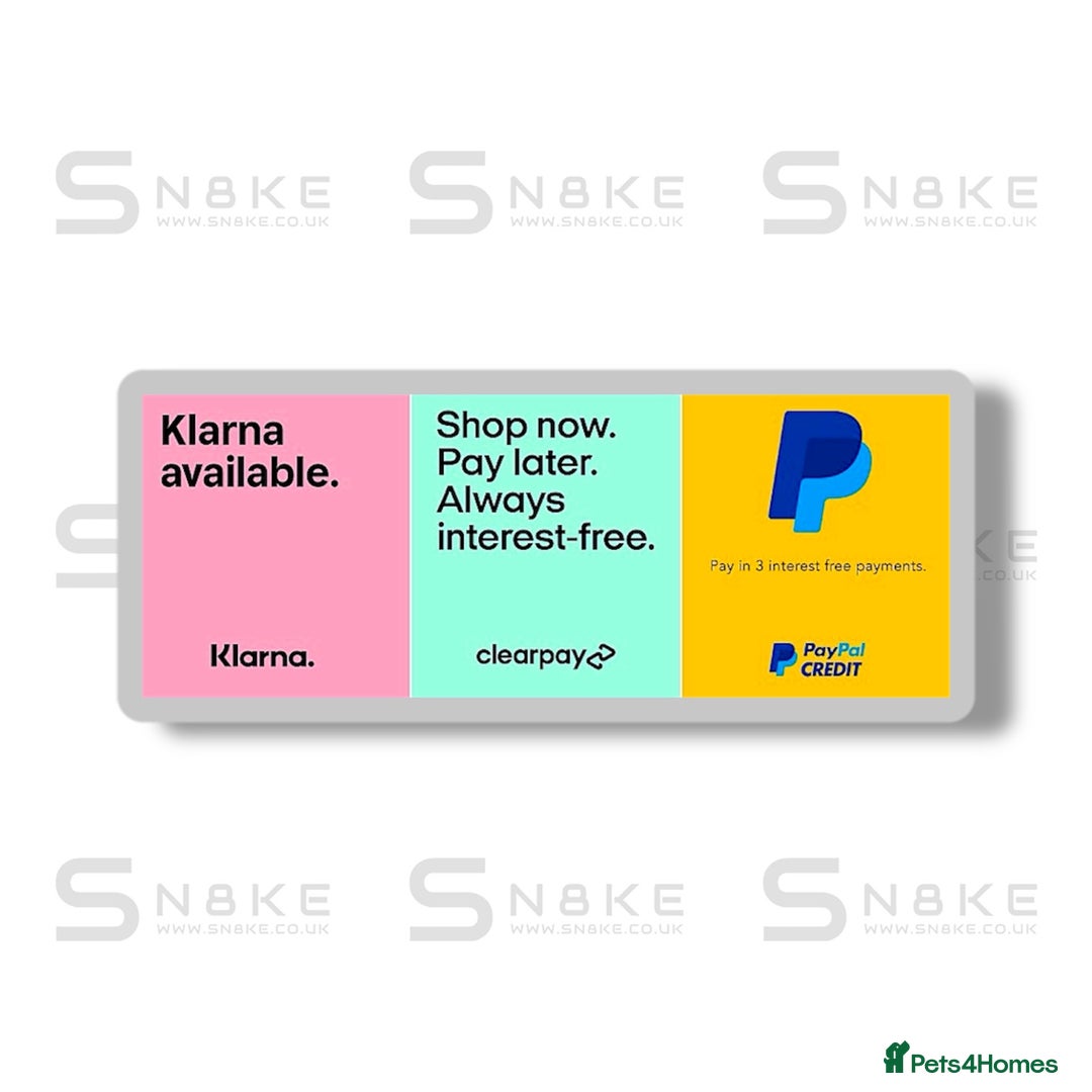 Corn Snake reptiles for sale: Corn Snakes - Advert 2