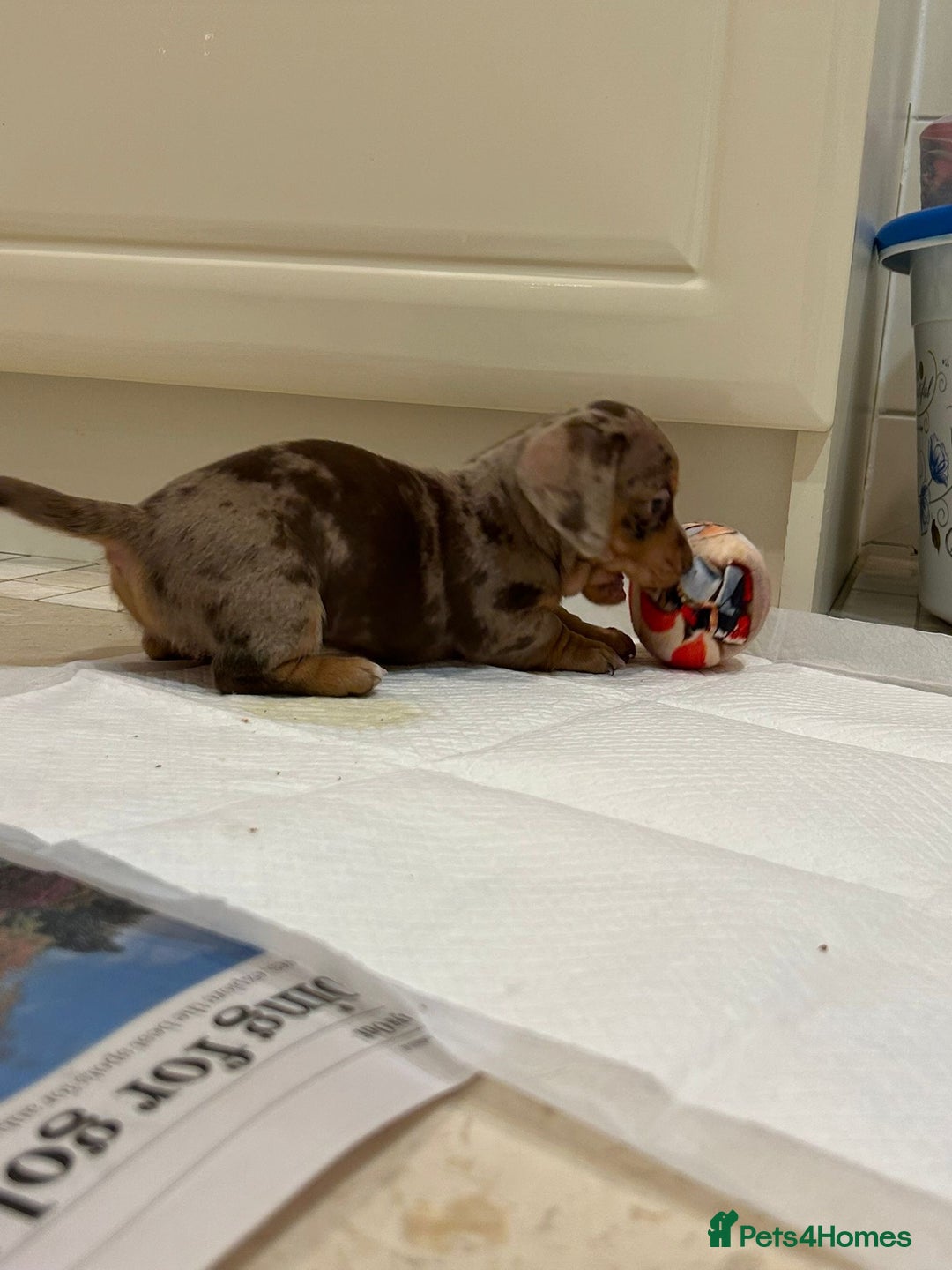 Dachshund dogs for sale: 4 gorgeous pups - Advert 5