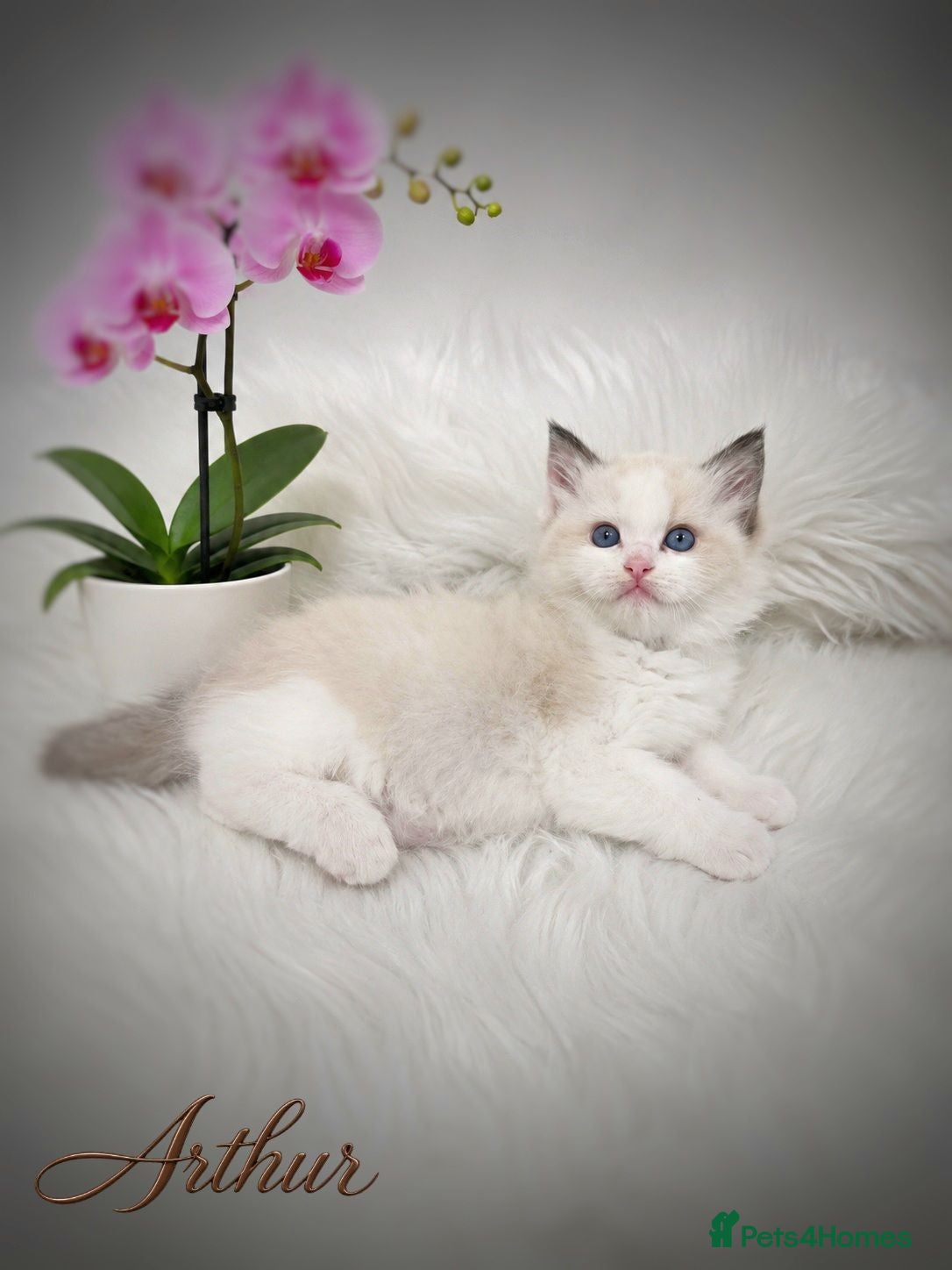 Ragdoll cats 🏆🎖 Premium GCCF Ragdoll Kittens Grand bloodlines - Advert 18