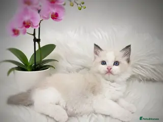 Ragdoll cats 🏆🎖 Premium GCCF Ragdoll Kittens Grand bloodlines - Advert 18