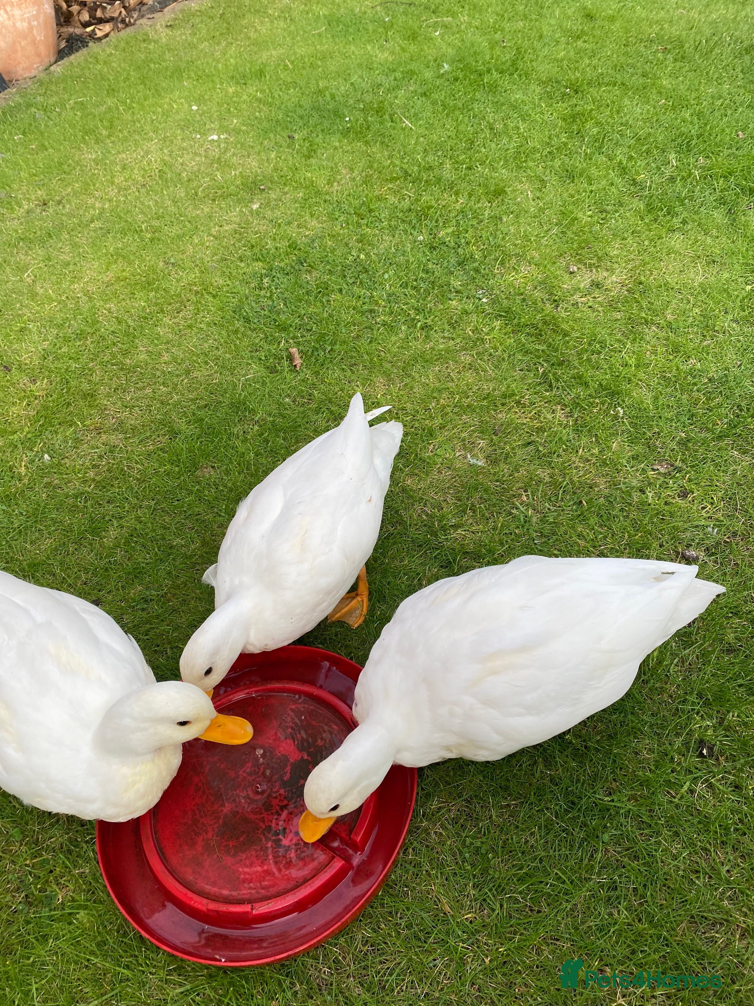 Ducks poultry Pure white call drake - Advert 6