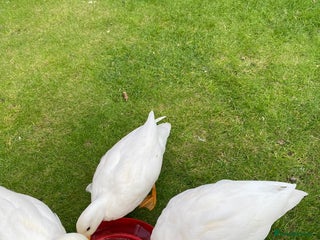 Ducks poultry Pure white call drake - Advert 2