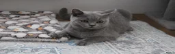 British Shorthair cats for sale: British Shorthair Lilac & Grey Blue Cute Kittens  - Advert 10
