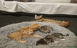 Mixed Breed cats for sale: Playful Bengal Kittens - Advert 11