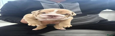 English Bulldog 2