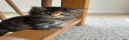 Mixed Breed cats for sale: Two girl kittens available  in Haslemere - Advert 9