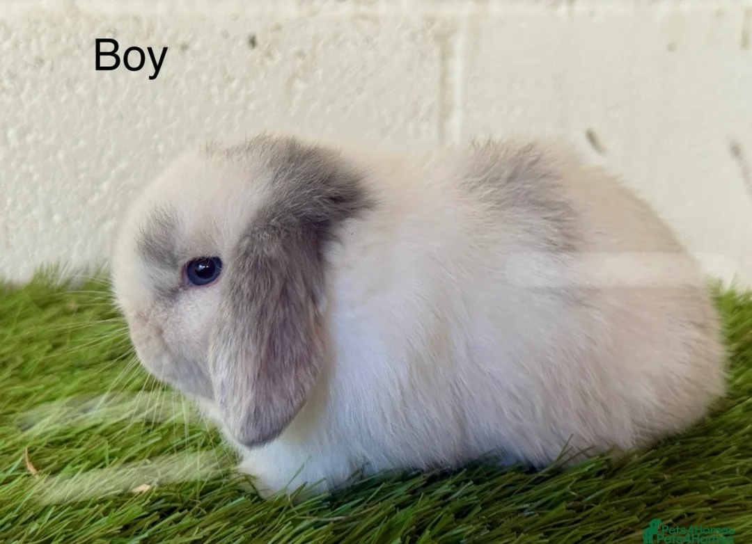 Mini Lop rabbits for sale: Adorable Mini Lop Bunny Pair and hutch for Sale 🐰 in Wednesbury - Advert 2
