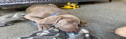 Weimaraner dogs for sale: 4 beautiful males - Advert 5