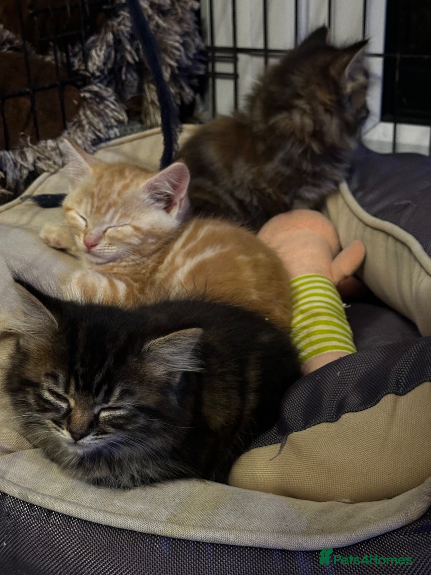 Mixed Breed cats Stunning kittens ready now - Advert 2