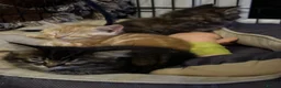 Mixed Breed cats for sale: Stunning kittens ready now - Advert 7
