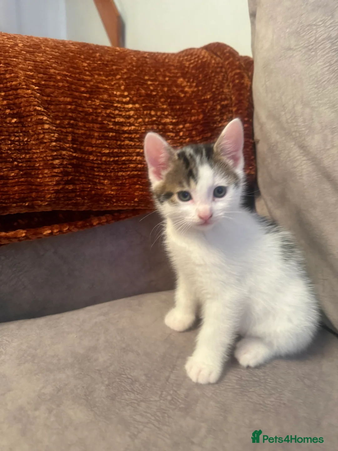 Domestic Shorthair cats for sale: Short Haired Kittens 2 Males & 1 Female Vaccinated - Advert 9