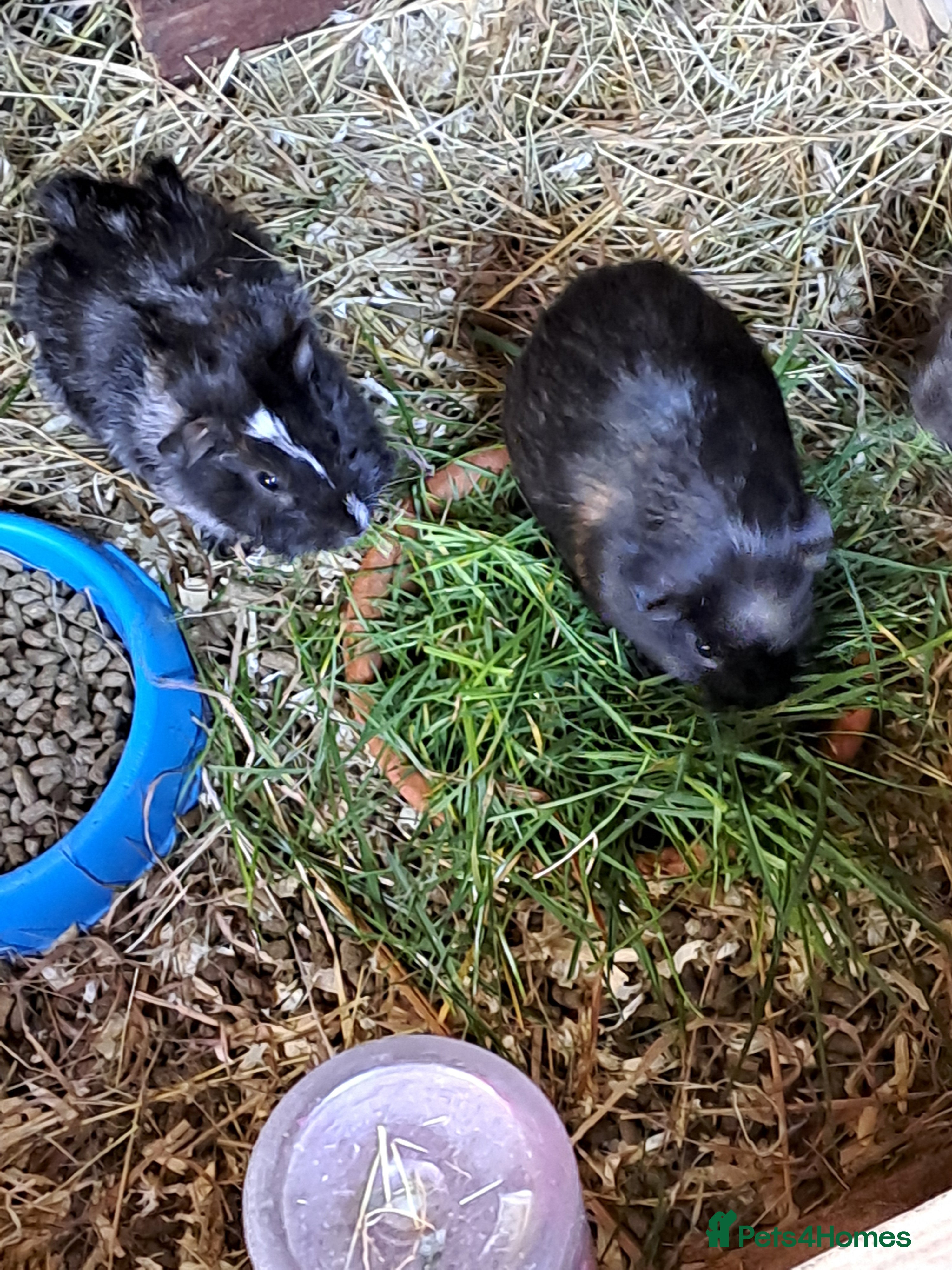 Guinea Pig rodents Beautiful Baby guinea pigs for sale  - Advert 2