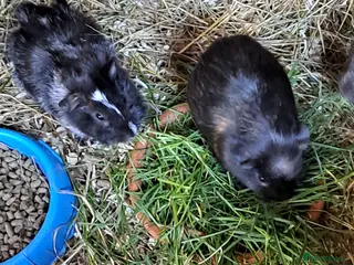 Guinea Pig rodents Beautiful Baby guinea pigs for sale - Advert 2