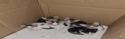 Aegean cats for sale: Kittens in Burnley - Advert 3