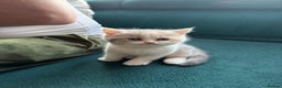 British Shorthair cats for sale: British long-haired and short-haired cats - Advert 6