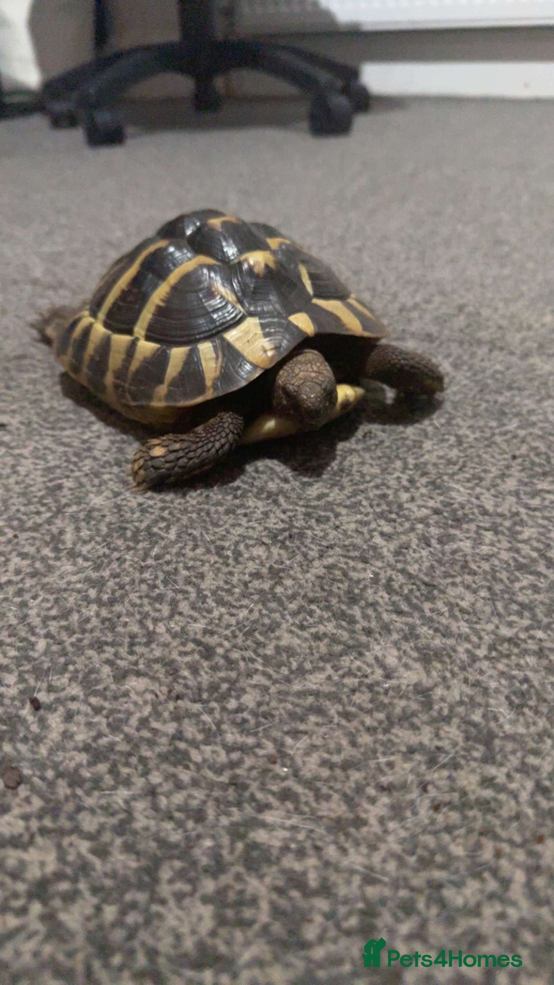 Hermann Tortoise reptiles for sale: Female Hermann tortoise - Advert 5