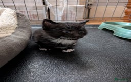 Domestic Shorthair cats for sale: 2 kittens left! - Image 3
