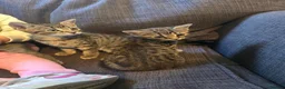 Bengal cats for sale: Beautiful friendly part bengal kittens - Advert 6