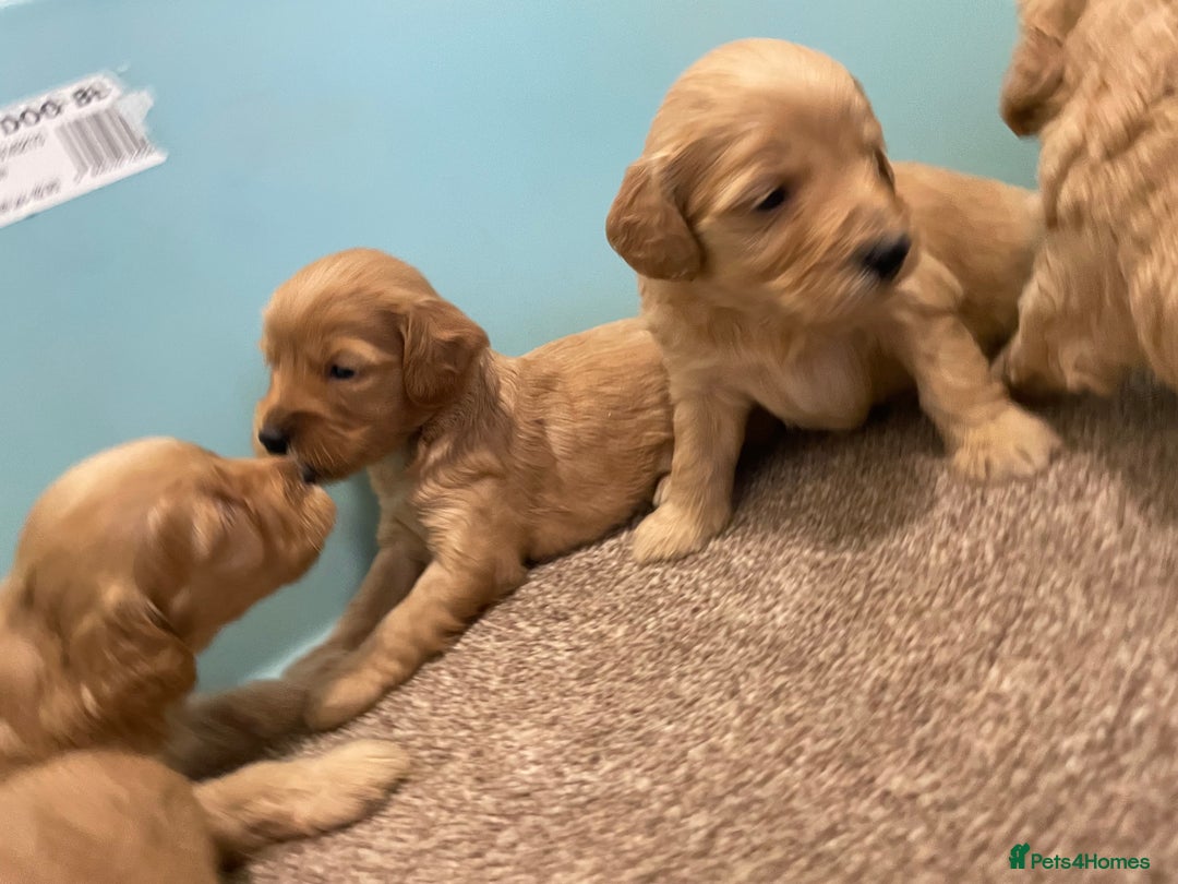 Cockapoo dogs for sale: P,r,a clear f1 cockpoo - Advert 1