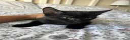 Mixed Breed cats for sale: 2 beautiful black kittens - Advert 3