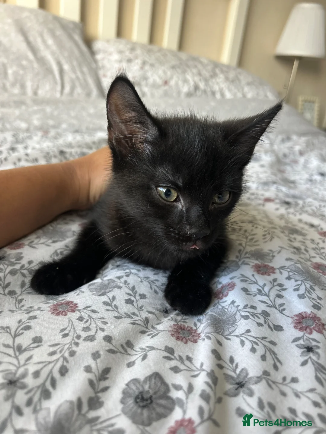 Mixed Breed cats for sale: 2 beautiful black kittens - Advert 3