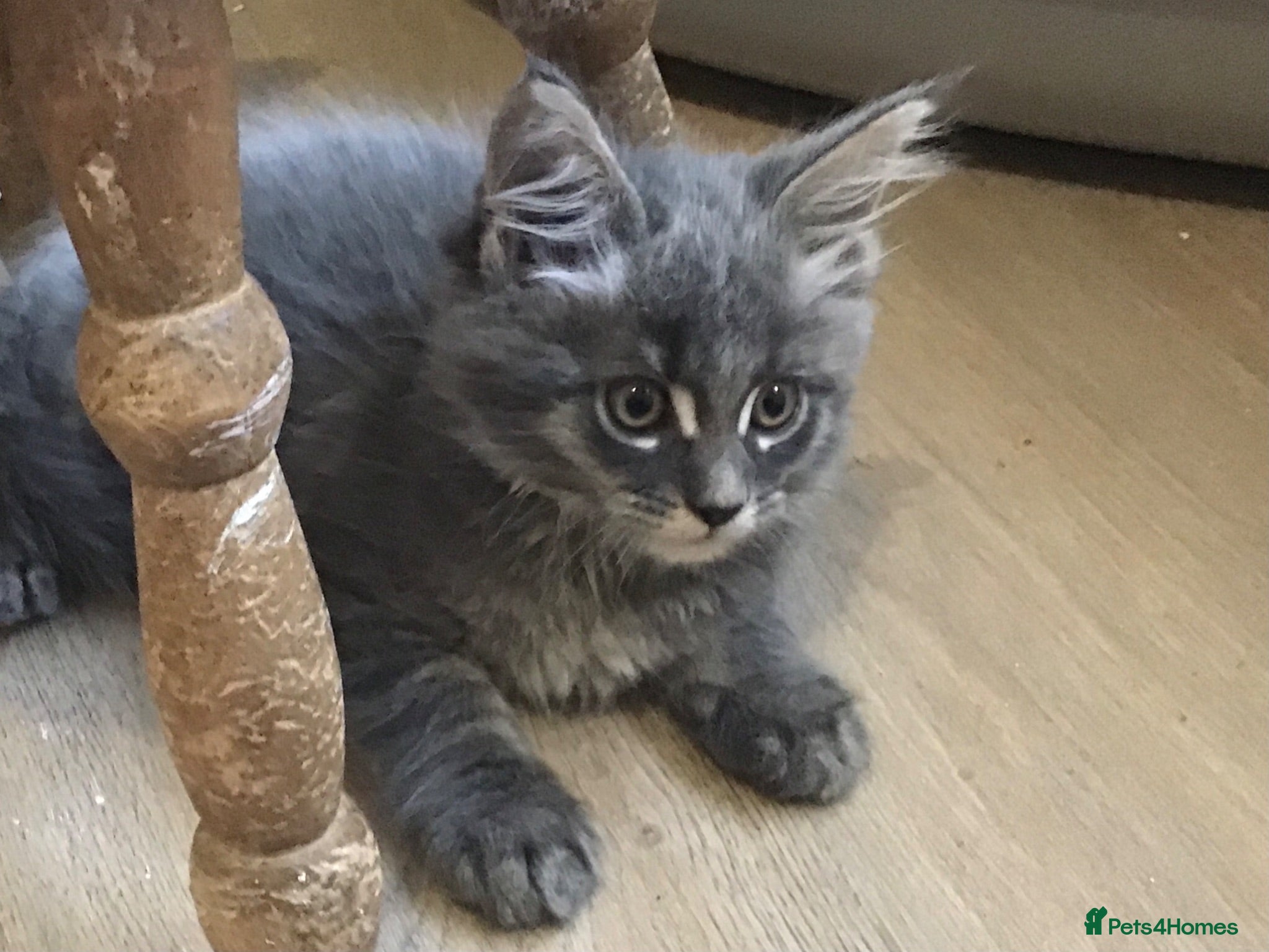 Maine Coon cats Bundles of maincoon fun  - Advert 1