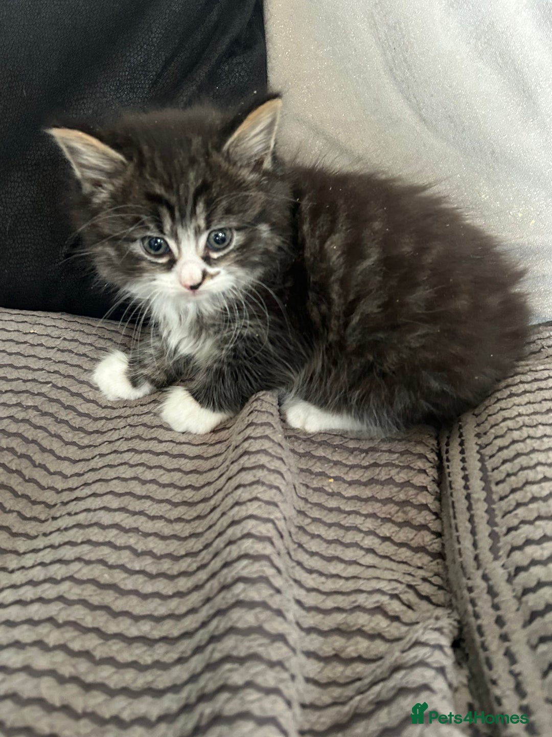 Mixed Breed cats for sale: Ragdoll x maincoon  - Advert 8