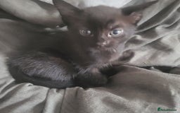 British Shorthair cats for sale: Black kittens  - Image 4