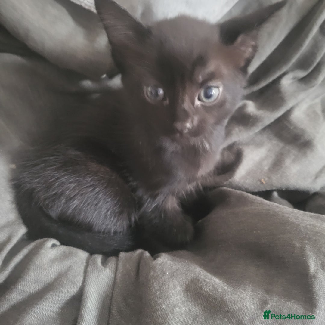 British Shorthair cats for sale: Black kittens  - Image 4